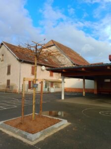 Arbre cour d'école