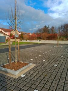 Deux arbres sur le parking de l'école