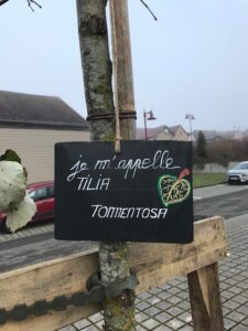 Nom des deux arbres sur le parking de l'école